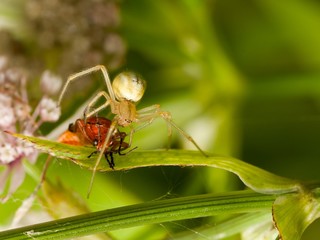 Enoplognatha ovata spider that has caught a soldier beetle
