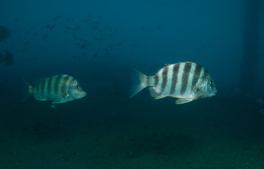 Sheepshead fish under a bridge in Palm Beach County Florida