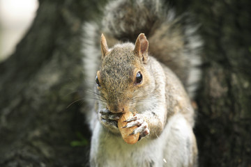 squirrel