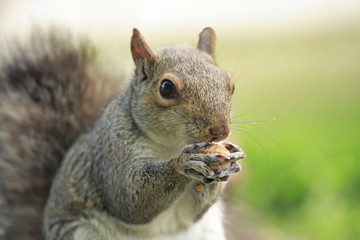 Squirrel eating - 28502273