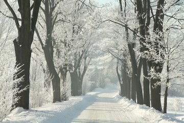 Winter rural road between the trees covered with frost