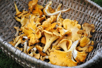 Körbchen Pfifferlinge