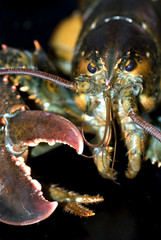 homard, langouste