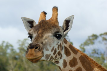Giraffe