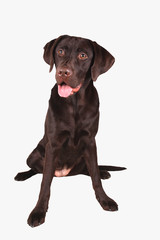 labrador retriever