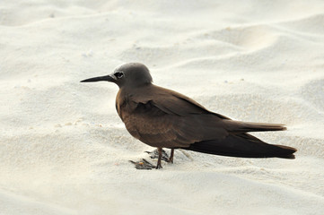 Brown Noddy - schwarze Seeschwalbe