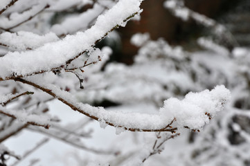 Little twig covered with snow