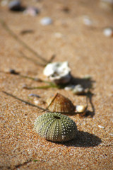 Seeigel am Strand