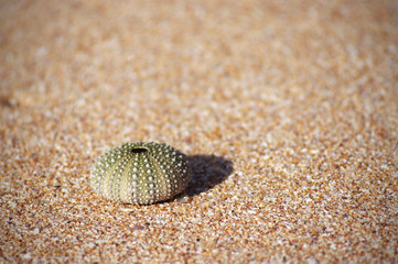 Seeigel am Strand