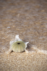 Seeigel am Strand