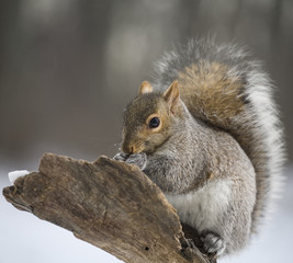 Naklejka na ściany i meble Snowy day squirrel