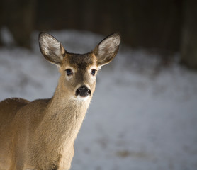 Dusk deer in winter