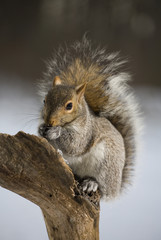 Winter squirrel