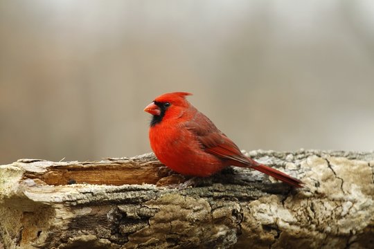 Plump Cardinal