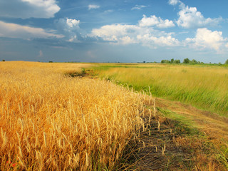 Golden Summer Landscape