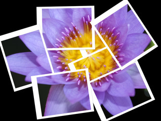 lotus, purple