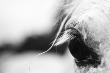 White horse's black and white art portrait
