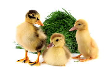 Three ducklings on green grass background isolated on white