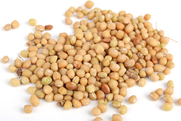 Bean