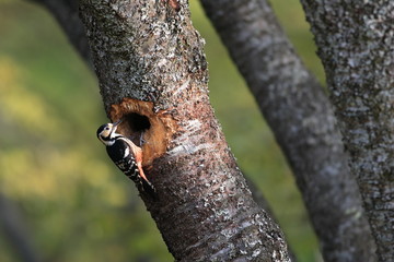 キツツキと巣
