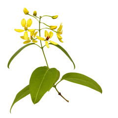 Branch of yellow flowers isolated