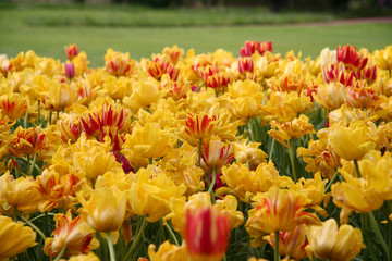 Tulpenbeet in den Gärten der Welt
