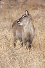 Female waterbuck grazing