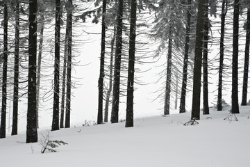Fototapeta premium Zima w polskich górach, Beskidy