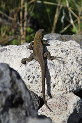 Tizon lizard2