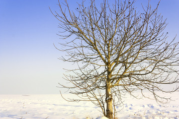 Fototapeta na wymiar Winter tree on a hill