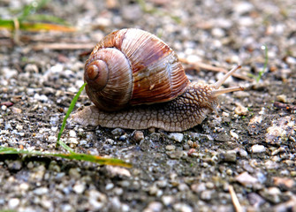 Snail