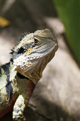 Australian Wasseragame