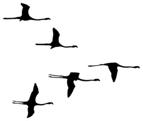 Naklejka premium migratory birds