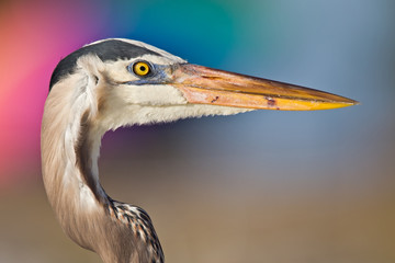 Reiher mit Neonhintergrund