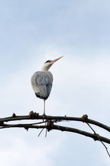 Graureiher (Ardea cinerea)