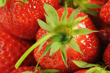 Erdbeeren (Fragaria)