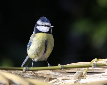 m&eacute;sange bleue