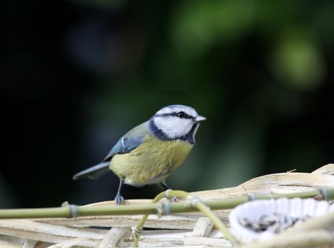 m&eacute;sange bleue,