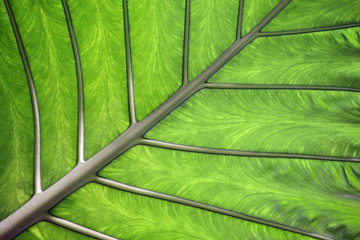 Taro (Colocasia esculenta)