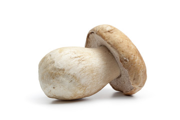 Single whole Porcini mushroom