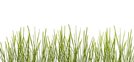 Green grass on white