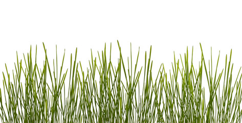 Obraz premium Green grass