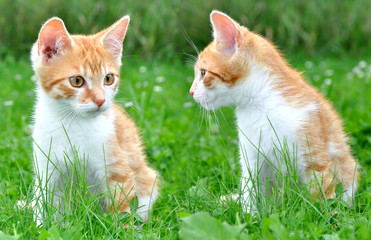 Fototapeta na wymiar Two young cats in the grass