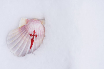 Jakobsmuschel im Schnee