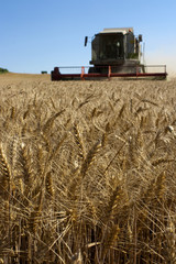 Weizenernte_7