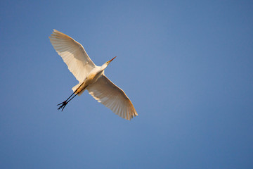 grande aigrette