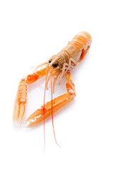 norwey lobster -scampi