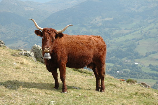 vache salers et sa cloche