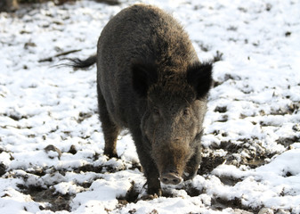 Wildschwein