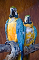 Macaw
